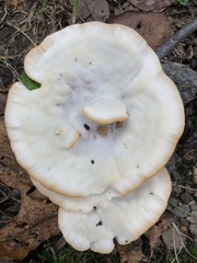 Climacocystis borealis