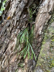 Psilotum complanatum