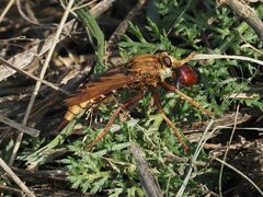 Asilus crabroniformis