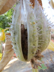 Asclepiadoideae