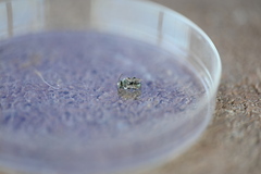 Osmia