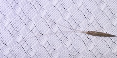 Oecetis