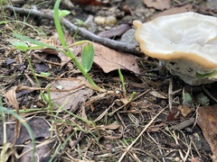 Climacocystis borealis