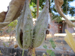 Asclepiadoideae