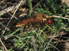 Asilus crabroniformis