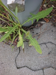 Sonchus arvensis arvensis