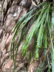 Psilotum complanatum