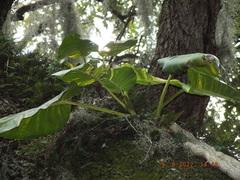 Epipremnum aureum