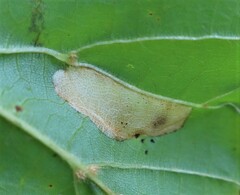 Phyllonorycter issikii