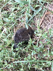 Microtus pennsylvanicus