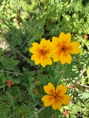 Tagetes lunulata