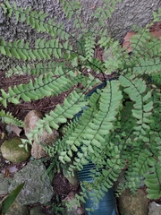 Adiantum pedatum