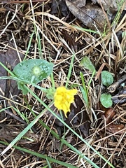 Cichorieae