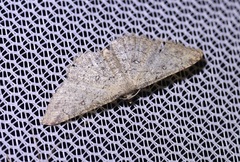 Cyclophora