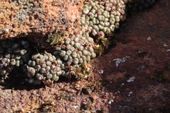 Conophytum minusculum