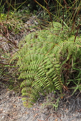 Pteridium aquilinum decompositum