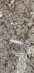 Scutigera coleoptrata