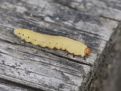 Diprion pini