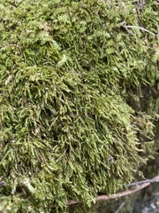 Amblystegium serpens