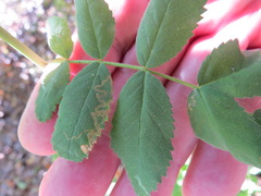 Stigmella anomalella
