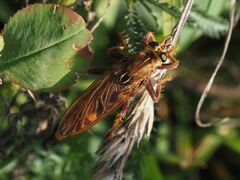 Asilus crabroniformis
