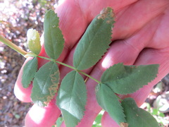 Stigmella anomalella