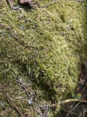 Amblystegium serpens