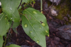 Taphrina populi-salicis