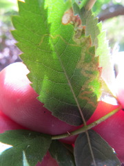 Stigmella anomalella