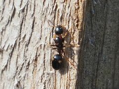 Dolichoderus quadripunctatus