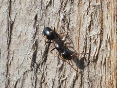 Dolichoderus quadripunctatus