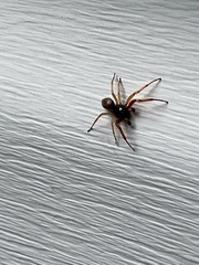 Trachelidae