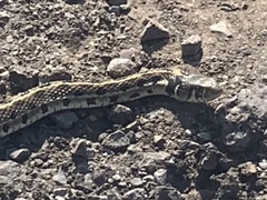 Thamnophis marcianus