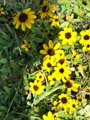 Sanvitalia procumbens