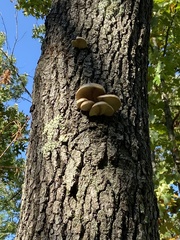 Pleurotus populinus