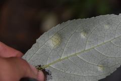 Taphrina populi-salicis