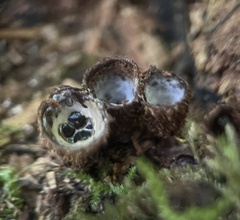 Cyathus striatus