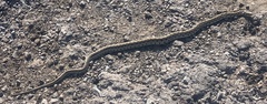 Thamnophis marcianus