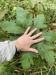 Napaea dioica