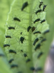 Aphis gossypii