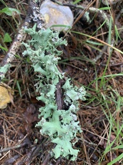 Parmotrema perforatum