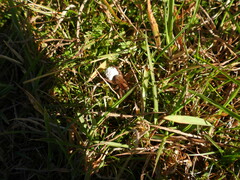 Trochosa terricola