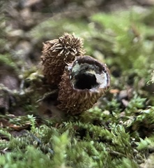 Cyathus striatus