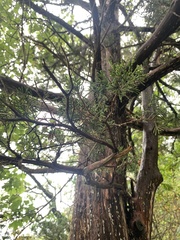 Chamaecyparis thyoides