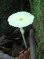 Leucocoprinus fragilissimus