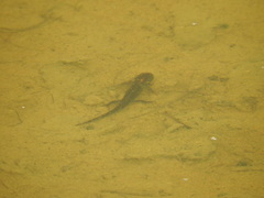 Ichthyosaura alpestris