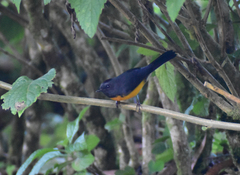 Myioborus miniatus