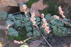 Crassula tomentosa