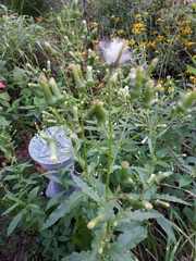 Erechtites hieraciifolius