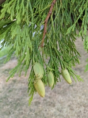 Calocedrus